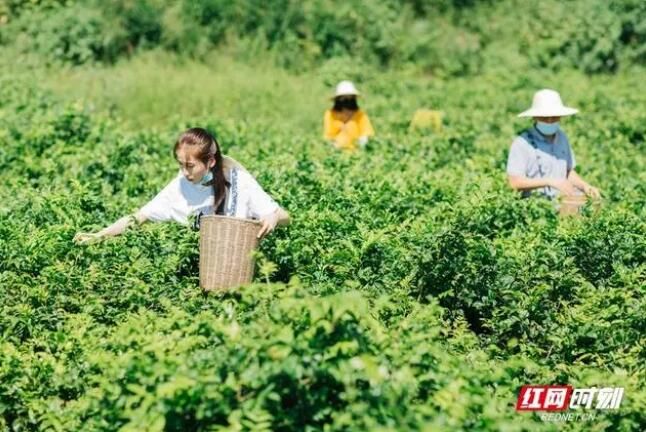 关于张家界熊家逻村：小小“莓茶叶”铺就致富路的最新消息(8)