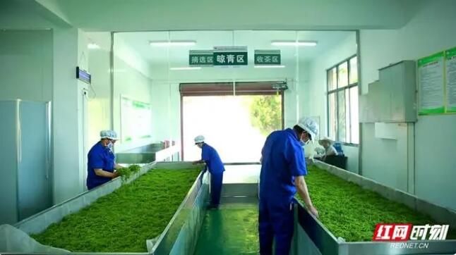 关于张家界熊家逻村：小小“莓茶叶”铺就致富路的最新消息(1)