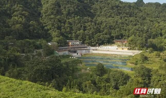 关于张家界熊家逻村：小小“莓茶叶”铺就致富路的最新消息(6)