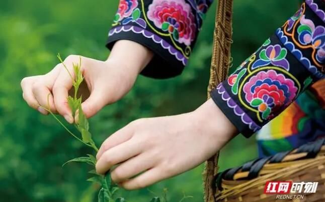 关于张家界熊家逻村：小小“莓茶叶”铺就致富路的最新消息(5)