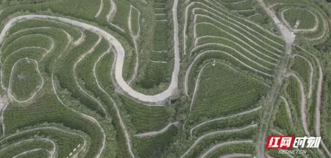 关于张家界熊家逻村：小小“莓茶叶”铺就致富路的最新消息