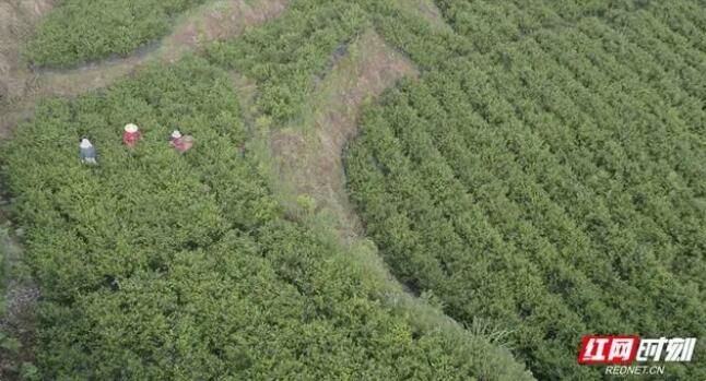 关于张家界熊家逻村：小小“莓茶叶”铺就致富路的最新消息(2)