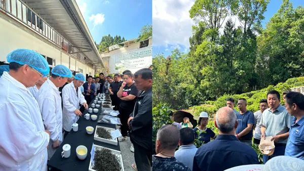 有关于云南茶叶所梁河县农科服务团到梁河县开展茶叶技能培训的新闻(2)