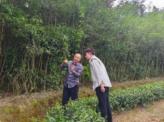 关于老茶旧颜改 振兴赋新能的相关内容(1)