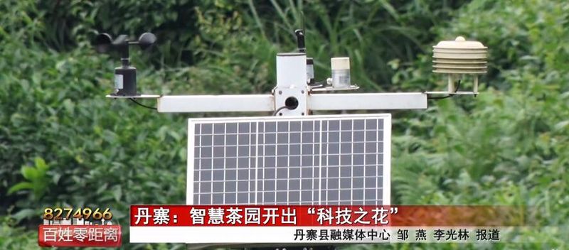 有关于丹寨：智慧茶园开出“科技之花”的资讯(1)