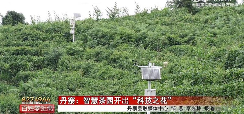 有关于丹寨：智慧茶园开出“科技之花”的资讯