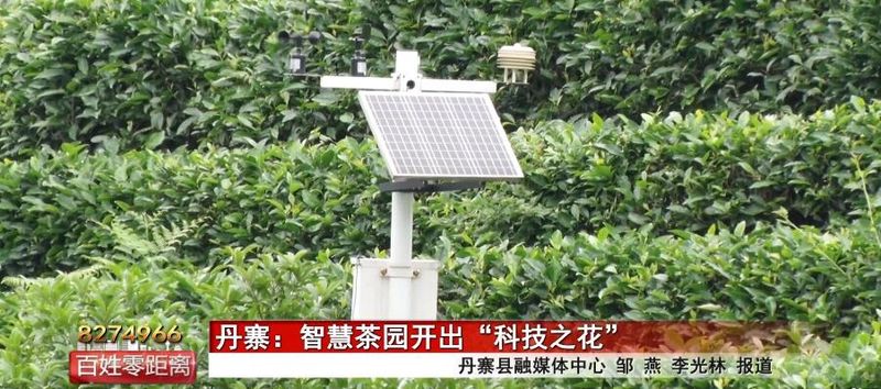 有关于丹寨：智慧茶园开出“科技之花”的资讯(2)