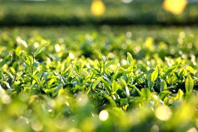 关于新国标即将实施！茶叶包装不得超过4层！的最新消息(5)