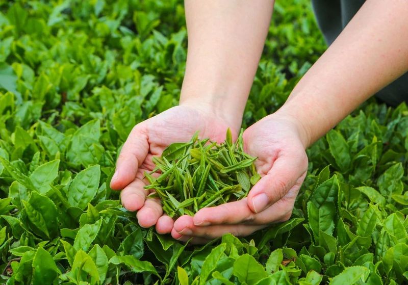 有关于标准规范：中国名茶团体标准现状分析与发展思考的最新消息