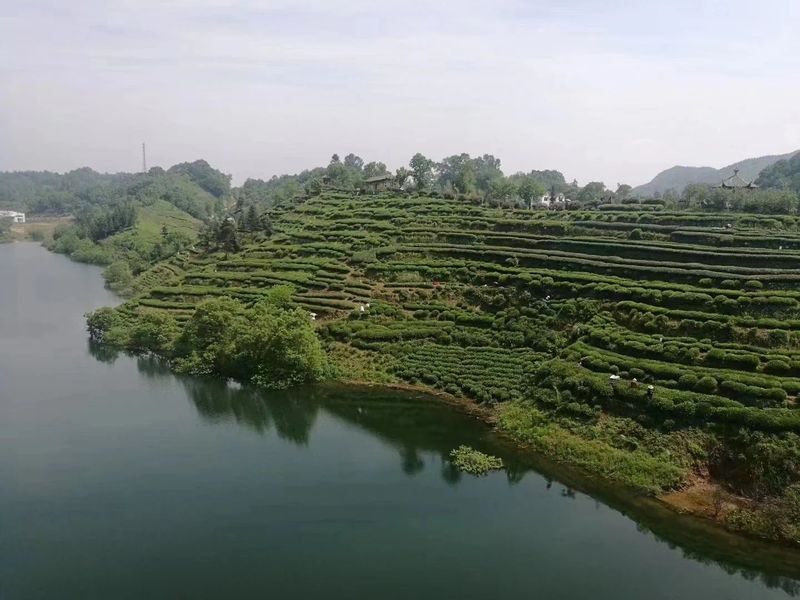 有关于标准规范：中国名茶团体标准现状分析与发展思考的最新消息(7)