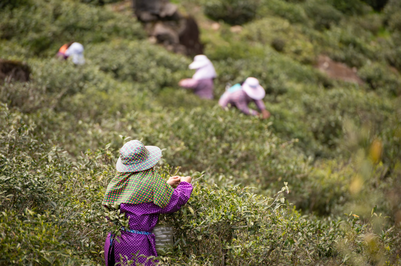 有关于标准规范：中国名茶团体标准现状分析与发展思考的最新消息(6)