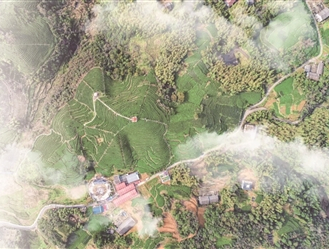 有关于平阳:茶旅相融合 黄汤叶子迸发“新活力”的内容