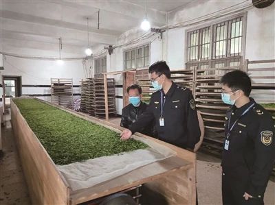有关于平阳:茶旅相融合 黄汤叶子迸发“新活力”的内容(1)