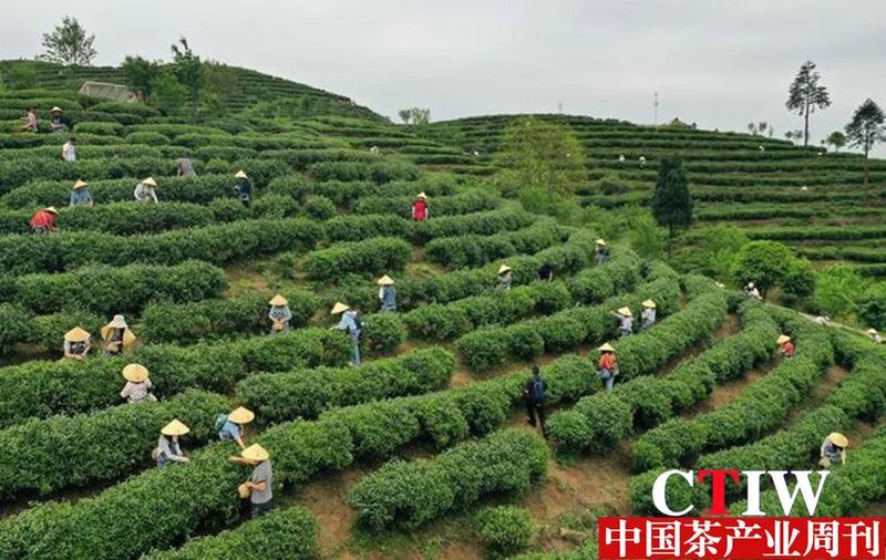 关于贵州丹寨：茶旅融合 为传统茶园注入新活力的信息