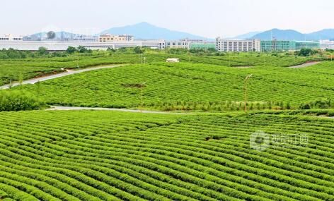 有关于江西赣江新区：雨后茶园景如画的内容(3)