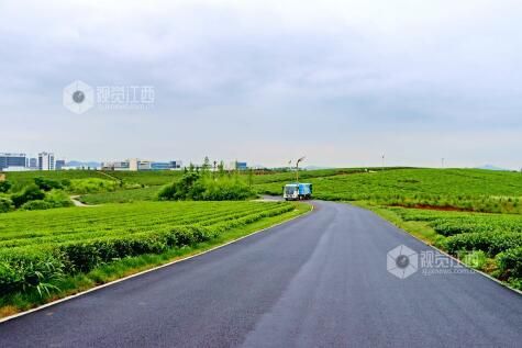 有关于江西赣江新区：雨后茶园景如画的内容(2)