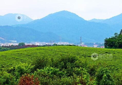 有关于江西赣江新区：雨后茶园景如画的内容