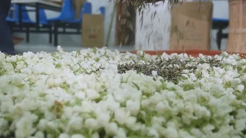 有关于福州：一朵“舶来花”与“世界茶港”的古今相逢的内容(2)