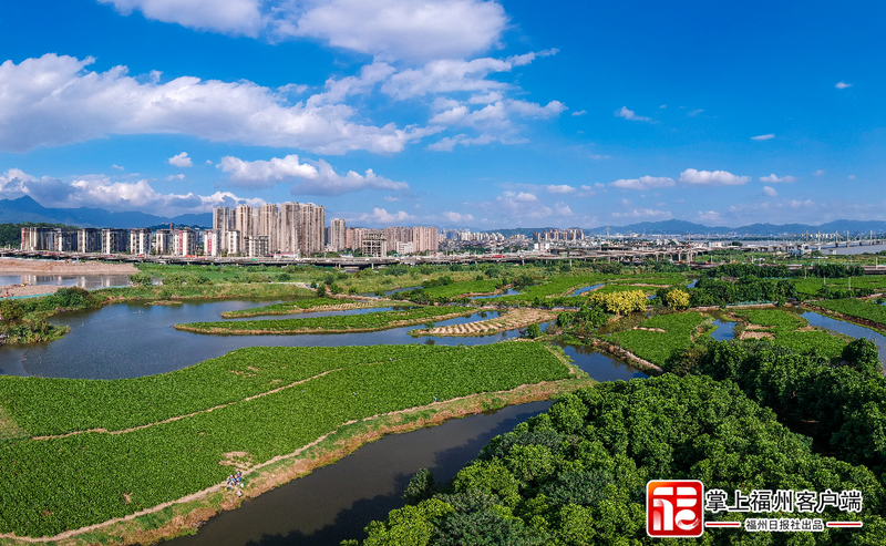 有关于福州：一朵“舶来花”与“世界茶港”的古今相逢的内容(3)