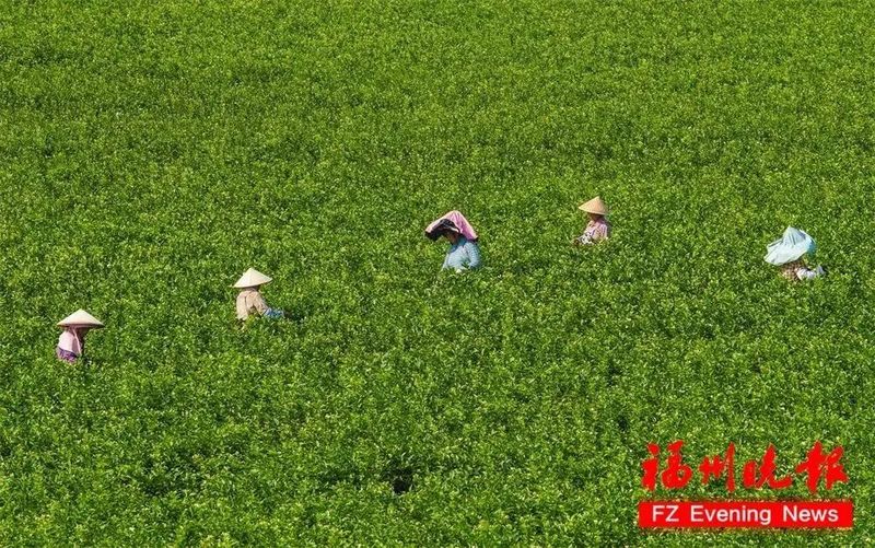 有关于福州：一朵“舶来花”与“世界茶港”的古今相逢的内容(4)