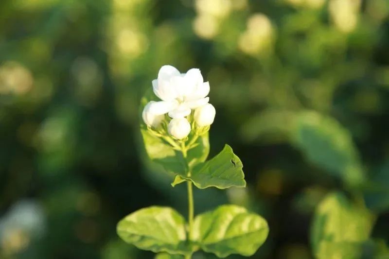 有关于福州：一朵“舶来花”与“世界茶港”的古今相逢的内容(1)