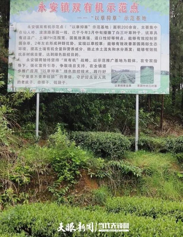 关于凤冈：以草抑草 生态茶好的消息(3)