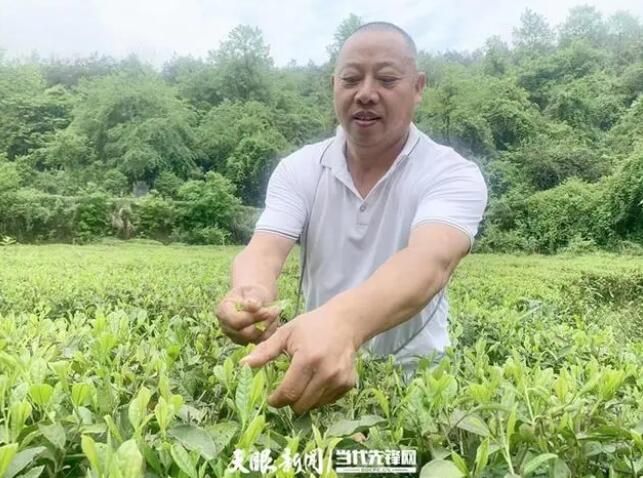 关于凤冈：以草抑草 生态茶好的消息