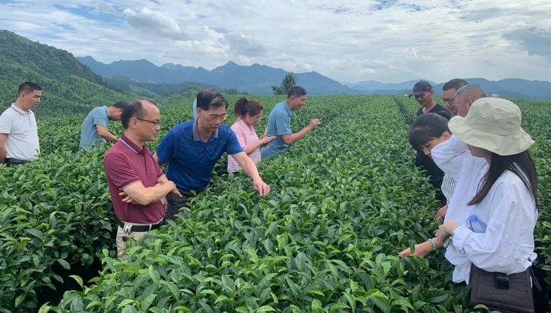 关于大田县茶产业人大代表小组开展主题活动的相关内容