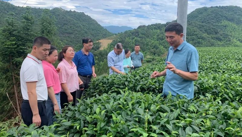 关于大田县茶产业人大代表小组开展主题活动的相关内容(1)