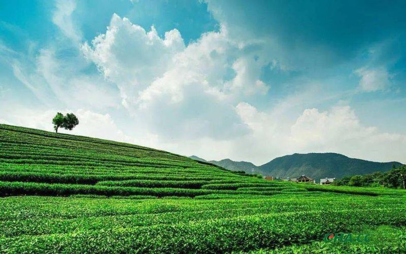 关于生态低碳推动茶产业高质量发展 的消息