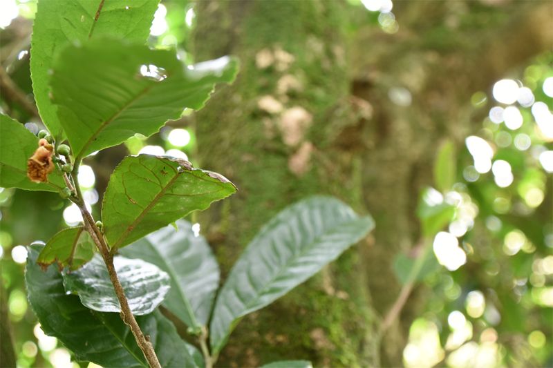 有关于一周速读：茶叶包装新国标、茶叶团体标准现状分析、2023茶叶区域公共品牌的相关内容(8)