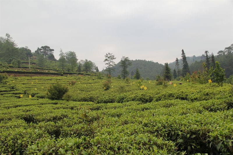 有关于一周速读：茶叶包装新国标、茶叶团体标准现状分析、2023茶叶区域公共品牌的相关内容(5)