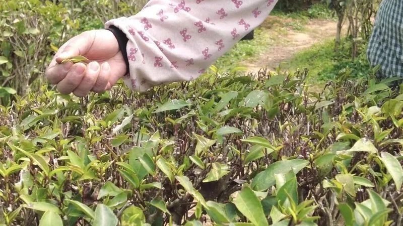 有关于一周速读：茶叶包装新国标、茶叶团体标准现状分析、2023茶叶区域公共品牌的相关内容(1)