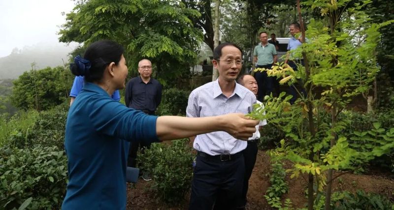 有关于大田县人大、政协联合开展美人茶产业发展情况专题调研的相关内容