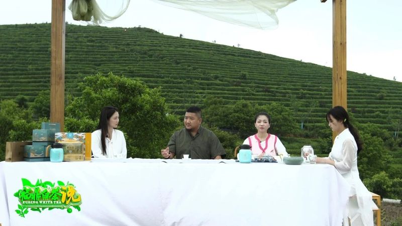 关于《福鼎白茶说》——春白茶的消息