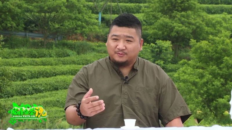 关于《福鼎白茶说》——春白茶的消息(1)