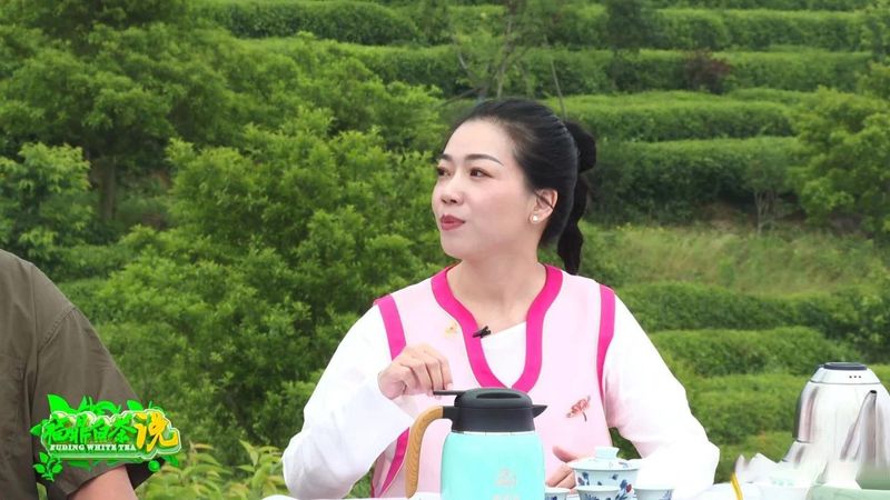 关于《福鼎白茶说》——春白茶的消息(2)