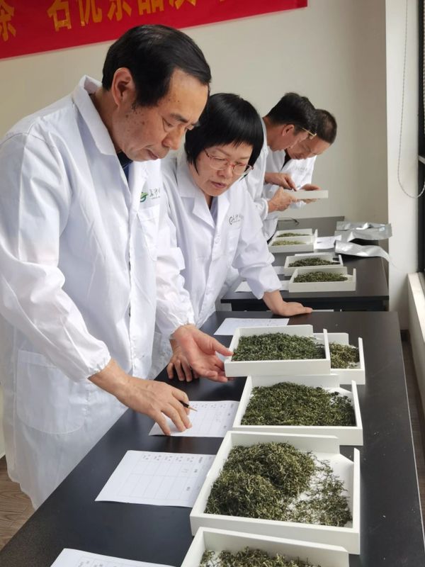 有关于2023年“长沙绿茶”名优茶品质评价圆满完成！的相关信息