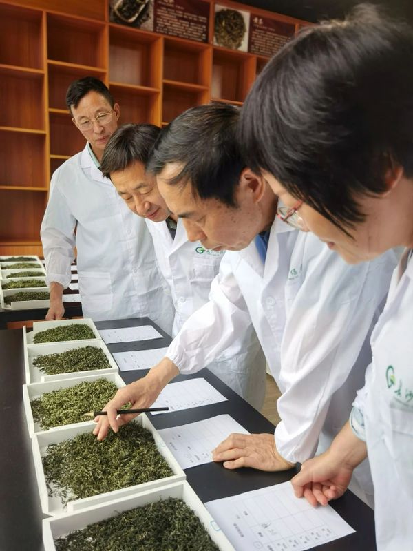 有关于2023年“长沙绿茶”名优茶品质评价圆满完成！的相关信息(1)