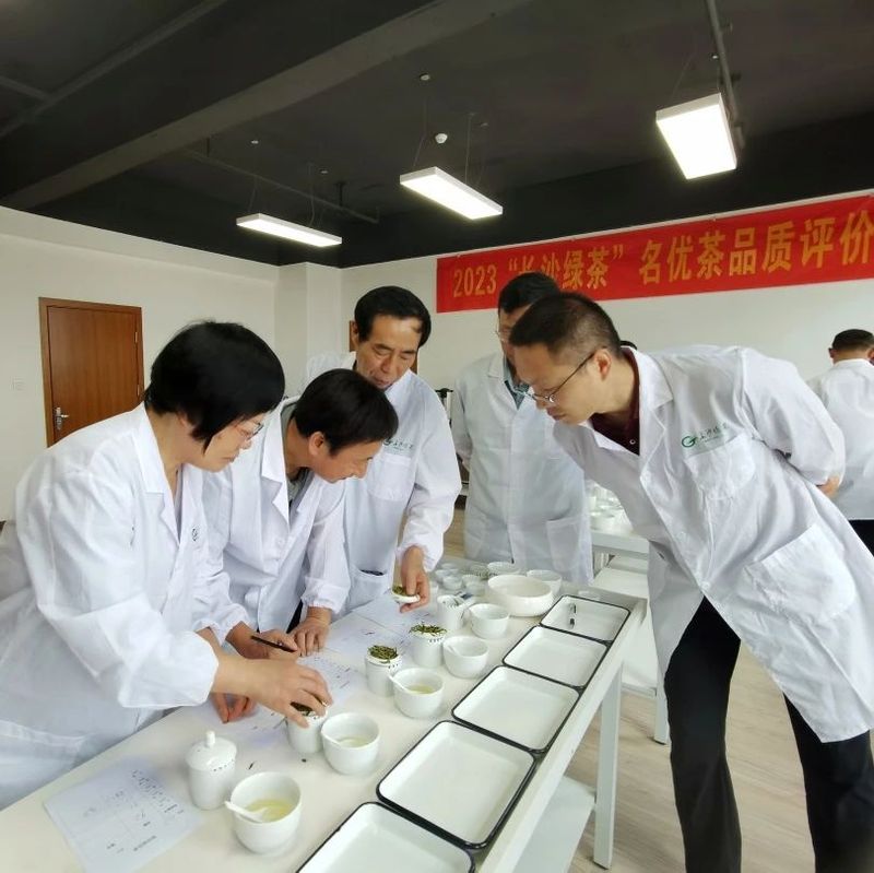 有关于2023年“长沙绿茶”名优茶品质评价圆满完成！的相关信息(11)