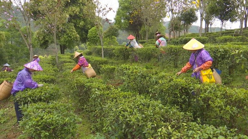 关于为六堡茶产品贴上“身份证” 六堡茶数字化交易平台即将上线运行的资讯(5)