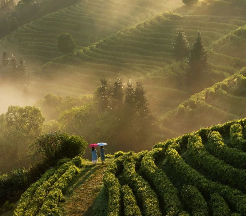 有关于江西浮梁：​瓷之源、茶之乡、林之海、镇之初的内容(1)