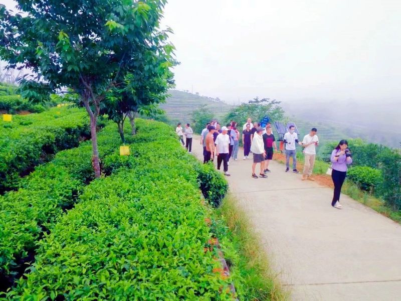 有关于电视剧名家就爱这里！“鼎”级白茶激发创作灵感～的相关内容(2)