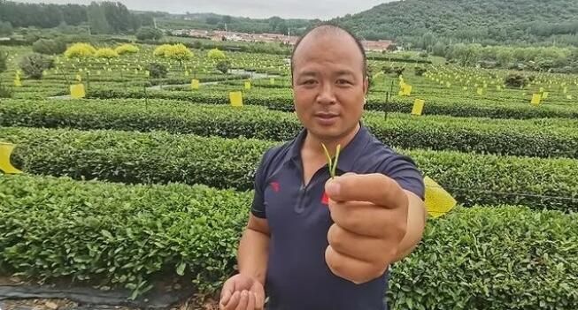 关于探寻齐长城：数万亩生态茶园映衬长城 种出农民增收“新茶经”的内容(2)