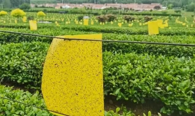 关于探寻齐长城：数万亩生态茶园映衬长城 种出农民增收“新茶经”的内容(1)