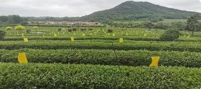 关于探寻齐长城：数万亩生态茶园映衬长城 种出农民增收“新茶经”的内容