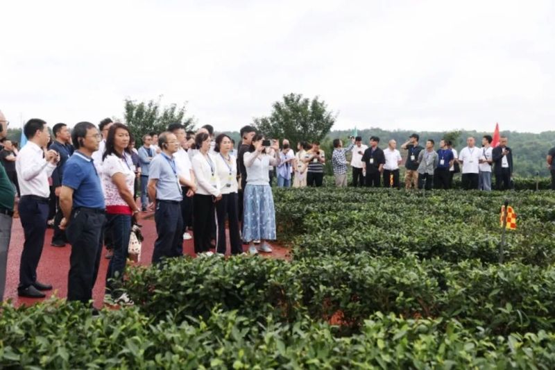 有关于2023年四川省茶业科技年会在翠屏区召开的新闻(8)