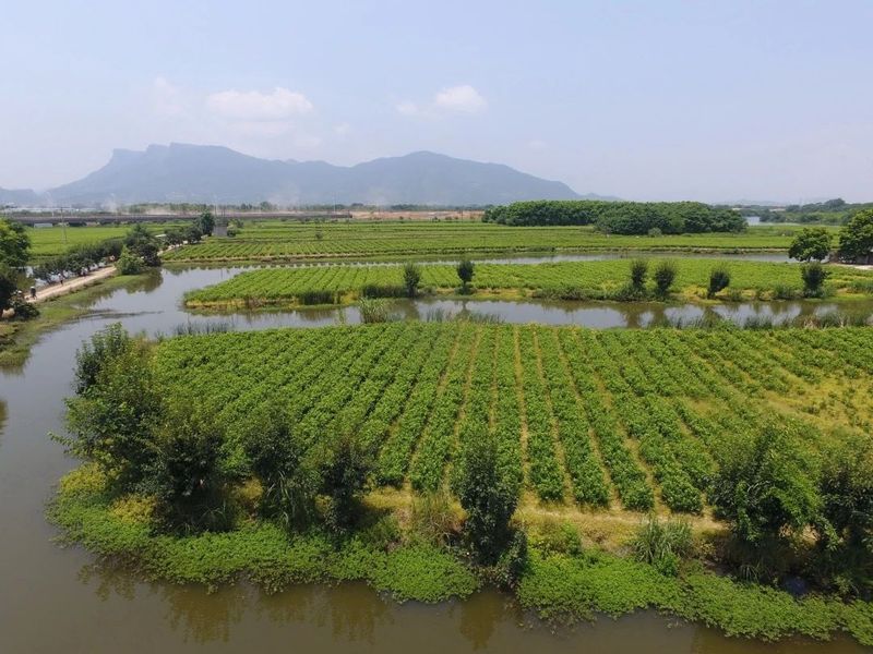 有关于有福之州，春伦带你感知福州茉莉花茶“双世遗”的独特魅力的相关信息
