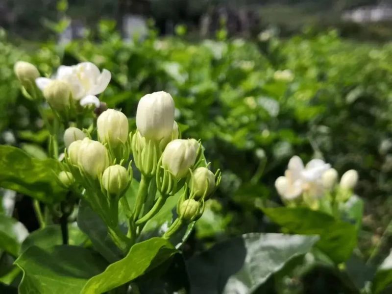 有关于有福之州，春伦带你感知福州茉莉花茶“双世遗”的独特魅力的相关信息(2)