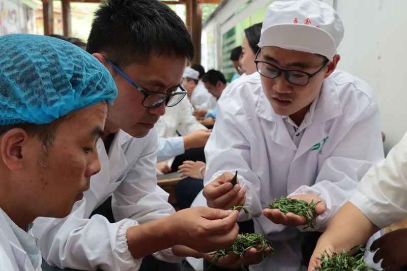 有关于雷山茶叶加工专项培训班走进车间 手把手传授高品质绿茶加工诀窍的新闻(2)